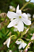 CRINUM X POWELLII ALBA