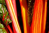 SWISS CHARD BRIGHT LIGHTS