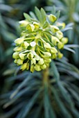 EUPHORBIA FLOWERS COVERED BY A LIGHT FROST