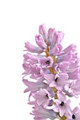 HYACINTHUS