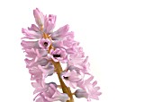 HYACINTHUS