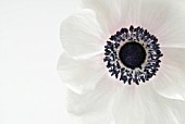 ANEMONE DE CAEN THE BRIDE