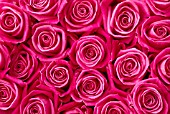 PINK ROSES