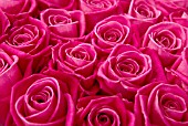 PINK ROSES
