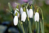 GALANTHUS NIVALIS; COMMON SNOWDROP