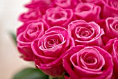 PINK ROSES