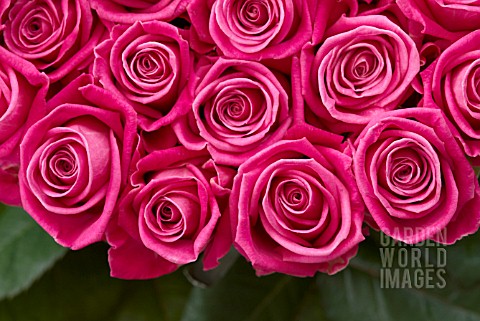 PINK_ROSES