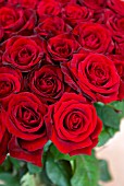 RED ROSES