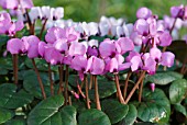 CYCLAMEN COUM