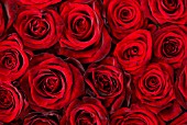 RED ROSES