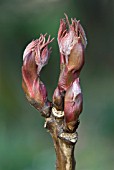 EMERGING BUDS OF PAEONIA TAIYO