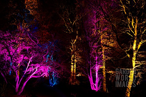 RHS_WISLEY_GARDEN_TREES_LIT_UP_IN_THE_LIGHT_TRAIL_EVENT