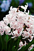 HYACINTHUS APPLEBLOSSOM