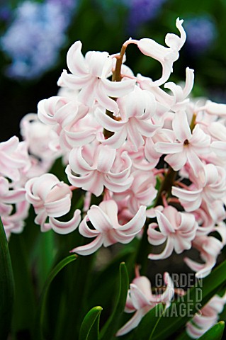 HYACINTHUS_APPLEBLOSSOM