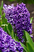 HYACINTHUS BLUE STAR