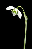 GALANTHUS DIONYSUS