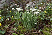 GALANTHUS NIVALIS FLORE PLENO,  COMMON DOUBLE SNOWDROP GROWING ON A BANK WITH WINTER ACONITES AND BRAMBLES