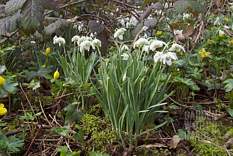 GALANTHUS_NIVALIS_FLORE_PLENO__COMMON_DOUBLE_SNOWDROP_GROWING_ON_A_BANK_WITH_WINTER_ACONITES_AND_BRA