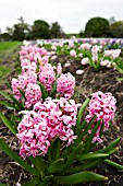 HYACINTHUS MARCONI