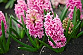 HYACINTHUS PINK ROYAL