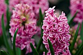 HYACINTHUS PINK ROYAL