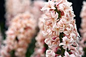 HYACINTHUS FIRELIGHT