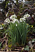 GALANTHUS NIVALIS FLORE PLENO; COMMON DOUBLE SNOWDROP GROWING ON A BANK WITH WINTER ACONITES AND BRAMBLES
