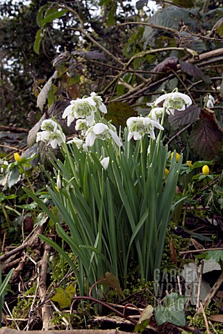 GALANTHUS_NIVALIS_FLORE_PLENO_COMMON_DOUBLE_SNOWDROP_GROWING_ON_A_BANK_WITH_WINTER_ACONITES_AND_BRAM