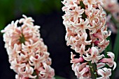 HYACINTHUS ODESSEUS