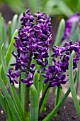 HYACINTHUS BLUE MAGIC