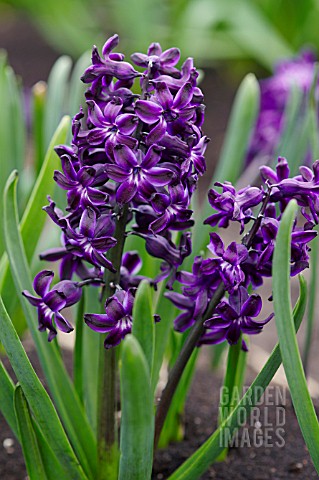 HYACINTHUS_BLUE_MAGIC