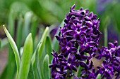 HYACINTHUS BLUE MAGIC