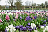 MIXED HYACINTHS IN FIELD