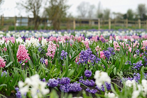 MIXED_HYACINTHS_IN_FIELD