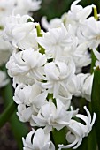 HYACINTHUS BEN NEVIS