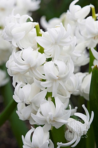 HYACINTHUS_BEN_NEVIS