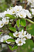 CONFERENCE PEAR BLOSSOM