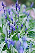 HYACINTHOIDES