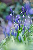 HYACINTHOIDES