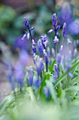 HYACINTHOIDES