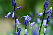 HYACINTHOIDES