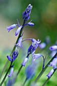 HYACINTHOIDES