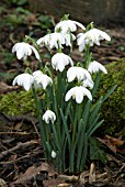 GALANTHUS NIVALIS FLORE PLENO;  COMMON DOUBLE SNOWDROP