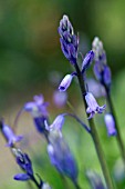 HYACINTHOIDES