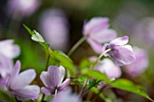 ANEMONE NEMOROSA ROBINSONIANA