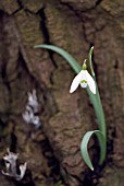 GALANTHUS NIVALIS; COMMON SNOWDROP GROWING OUT OF A DEAD TREE STUMP