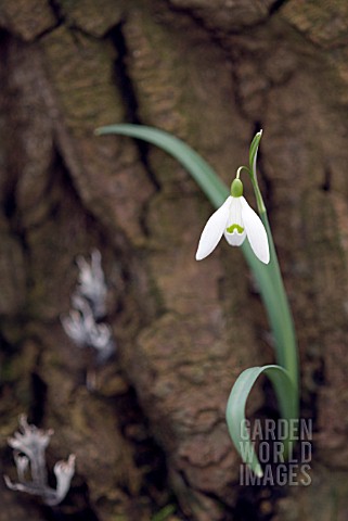 GALANTHUS_NIVALIS_COMMON_SNOWDROP_GROWING_OUT_OF_A_DEAD_TREE_STUMP