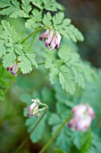 DICENTRA FORMOSA