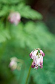 DICENTRA FORMOSA