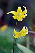 ERYTHRONIUM PAGODA